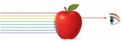 Diagram: parallel rays of every colour of light strike a red apple; only the red ray is reflected on towards an eye